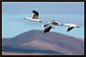 Snow Geese 2419 Thumbnail